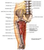 Anatomie: heup,bovenbeen,knie,onderbeen,enkel,voet,acetabulum,collum femoris,trachanter,femur,epicondyl,meniscus,kruisband,cruciate ligament,patella,knieschijf,tibia,fibula,malleolus,talus,calcaneus,tarsus,metatarsus,phalanx,falanx,quadriceps femoris,rectus femoris,sartorius,tensor fasciae latae,tractus iliotibialis,biceps femoris,gastrocnemius,semimembranosus,semitendinosus,soleus,suralis,vena saphena parva,vena saphena magna,sciatic,ischiadicus,peronea